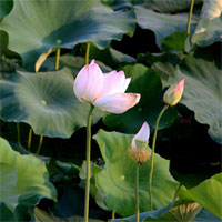 Trung Quốc trồng hoa sen vũ trụ cho năng suất cao