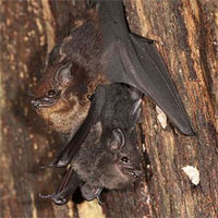 Giống như con người, dơi non cũng 