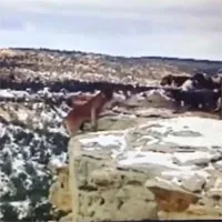 Video: Bị đàn chó săn dồn vào đường cùng, báo sư tử ngã xuống vực sâu
