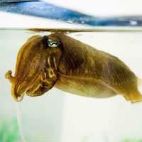 Không như con người, mực nang vẫn giữ được ký ức sắc nét ngay cả khi về già