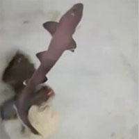 Cá mập tự sinh con sau 10 năm chỉ sống cùng con cái