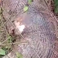 Trăn Miến Điện vỡ bụng vì nuốt chửng cả một con bò