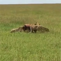 Video: 1 chọi 5, linh dương vẫn khiến đàn báo săn thua muối mặt