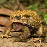 Vì chẳng còn gì để ăn, những con cóc mía bắt đầu nghĩ ra trò ăn thịt lẫn nhau