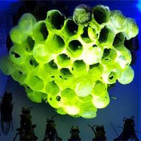 Bí ẩn về tổ ong bắp cày phát sáng dưới tia UV