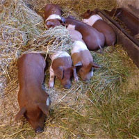 Giống lợn quý hiếm được coi là biểu tượng cho bản sắc văn hóa