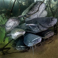 Cá da trơn khủng xâm chiếm Châu Âu, chúng to lớn tới mức có thể ăn thịt chim bồ câu và chó