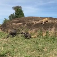 Video: Trâu đực liều chết cứu 