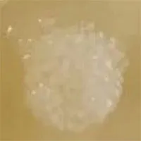 Vật liệu sống tự vá lành khi bị phá hủy