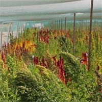 Dubai trồng cây siêu thực phẩm chịu mặn trên sa mạc