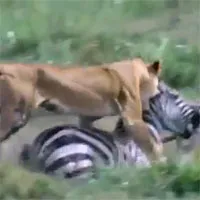 Video: Sư tử bay người, tung đòn hiểm hạ gục ngựa vằn nhanh như chớp