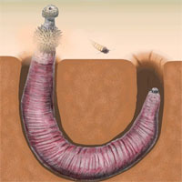 Kỳ lạ loài sinh vật có ngoại hình giống bộ phận nhạy cảm của đàn ông