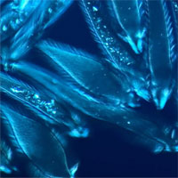 Những thước phim ấn tượng đạt giải Nikon Small World in Motion 2021