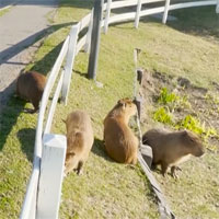 Chuột lang khổng lồ xâm lấn khu dân cư, hoành hành tại Argentina