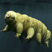 Các nhà khoa học ghi lại cảnh gấu nước đi lại để nghiên cứu, kết quả ... đáng yêu hơn ta tưởng