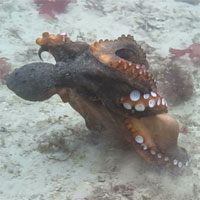 Phản ứng lạ của bạch tuộc cái khi bị con đực quấy rối