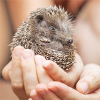 Giải cứu nhím béo mắc kẹt trong cống nước không thể thoát thân