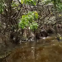 Video: Đoàn du khách đang tham quan đầm lầy thì phát hiện hành động hiếm thấy ở cá sấu