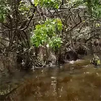Video: Đoàn du khách đang tham quan đầm lầy thì phát hiện hành động hiếm thấy ở cá sấu