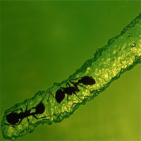 Nghiên cứu mới chứng minh kiến là những 