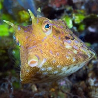 Cần gì lên sao Hỏa cho xa, ngay ở Trái đất cũng có 50 loài 