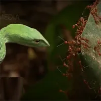 Video: Chỉ một phút sơ sảy, "bé Na" bị cả đàn kiến đánh úp