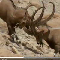 Đại chiến giành quyền giao phối của dê núi Alps