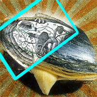 Có gì thú vị bên trong lớp vỏ của con ngao?