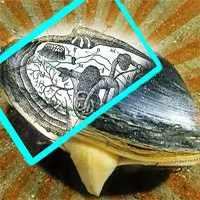 Có gì thú vị bên trong lớp vỏ của con ngao?
