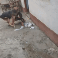 Chó Béc giê kịch chiến với 'kỳ phùng địch thủ' Rottweiler, kết cục ra sao?