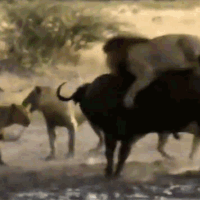 Trâu rừng một mình 