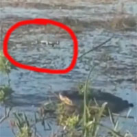 Cận cảnh cá sấu vồ lấy drone đang bay vo ve trên đầu, cắn cháy cả drone khiến khói bốc mù mịt