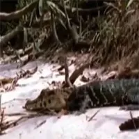 Video: Trêu chọc "sát thủ đầm lầy", báo đốm nhận cái kết đau đớn