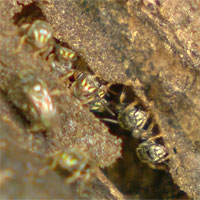 Bé gái bốn tuổi phát hiện loài ong tưởng đã tuyệt chủng