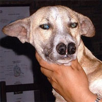 Giống chó cực kỳ hiếm có đến... 2 chiếc mũi