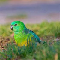 Động vật "thay đổi hình dạng" để ứng phó với biến đổi khí hậu