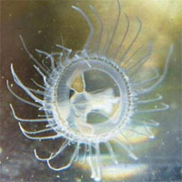 Phát hiện loài sứa nước ngọt hiếm thấy ở Trung Quốc