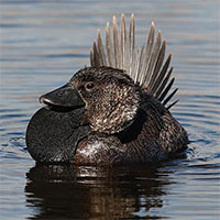 Kinh ngạc với chú vịt có thể nói tiếng người đầu tiên trên thế giới