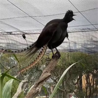 Chim học lỏm tiếng trẻ con, gào khóc inh ỏi vườn thú