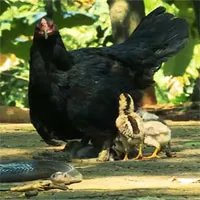 Video: Hổ mang phun nọc âm thầm trườn tới, gà mẹ liệu có thể bảo vệ được đàn con?