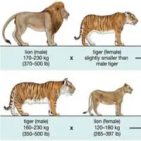 Dung hòa DNA sẽ cho phép hai động vật khác loài giao phối và sinh sản được với nhau