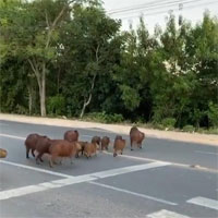 Đàn gặm nhấm lớn nhất thế giới biết sử dụng vạch kẻ để đi bộ qua đường như con người