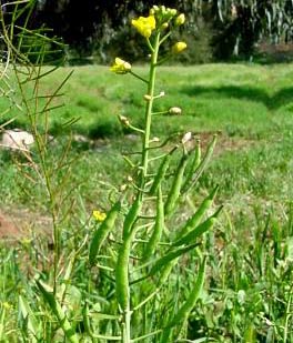 Những loài thực vật quanh năm thích nghi tiến hóa với thời tiết thay đổi