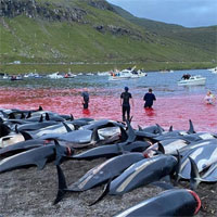 Bãi biển Đan Mạch chuyển đỏ vì 1.400 con cá heo bị giết