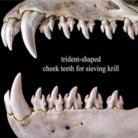 Choáng váng với hàm răng kỳ dị của loài hải cẩu ăn cua