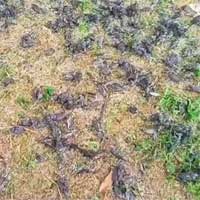 Hàng nghìn con chim chết bí ẩn, xác nằm la liệt trong nghĩa trang