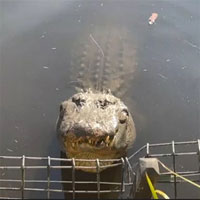 Đàn cá sấu gọi tranh nhau gọi bạn tình, náo loạn cả công viên Australia