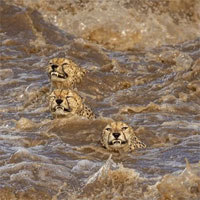 Câu chuyện nghẹt thở đằng sau bức ảnh bầy báo gêpa bơi trong nước lũ, liệu chúng có thành công?