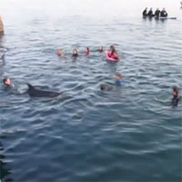 Cá heo muốn kết bạn với người bị tàu đâm chết