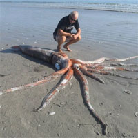 Đến nay, mực khổng lồ vẫn còn nhiều bí ẩn